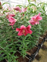 [5219 Largo VZ No01.JPG]